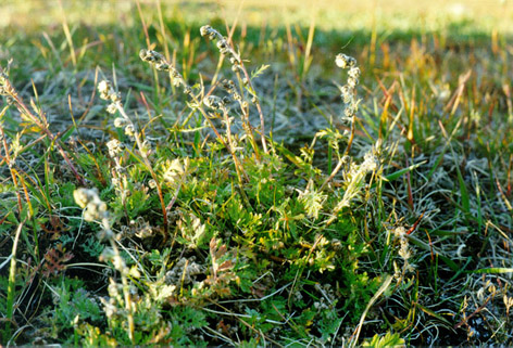 ArtemisiaArctisibirica.jpg (159225 bytes)