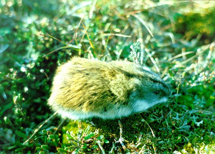 Siberian Lemming
