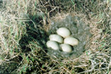 The nest of Steller’s Eider 